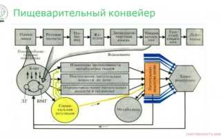 Шаги на пути к здоровью. Физиология пищеварения в кишечнике
