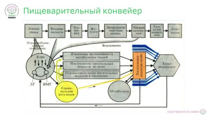 Пищеварительный конвейер