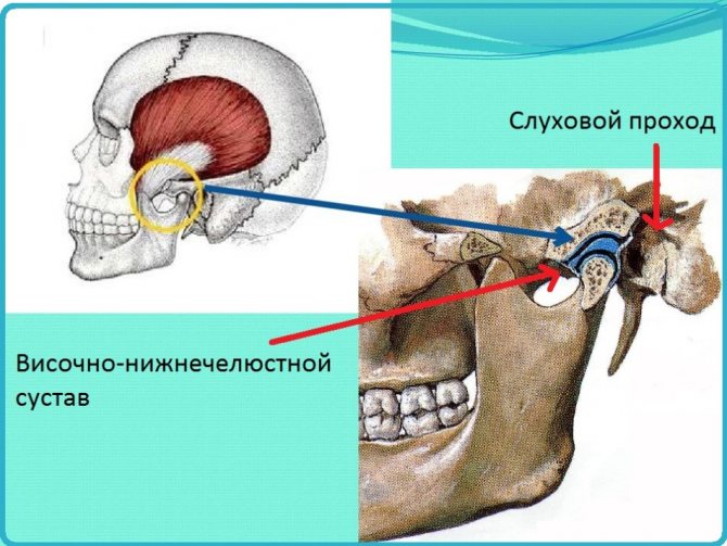 Строение челюстей: височно-нижнечелюстной сустав